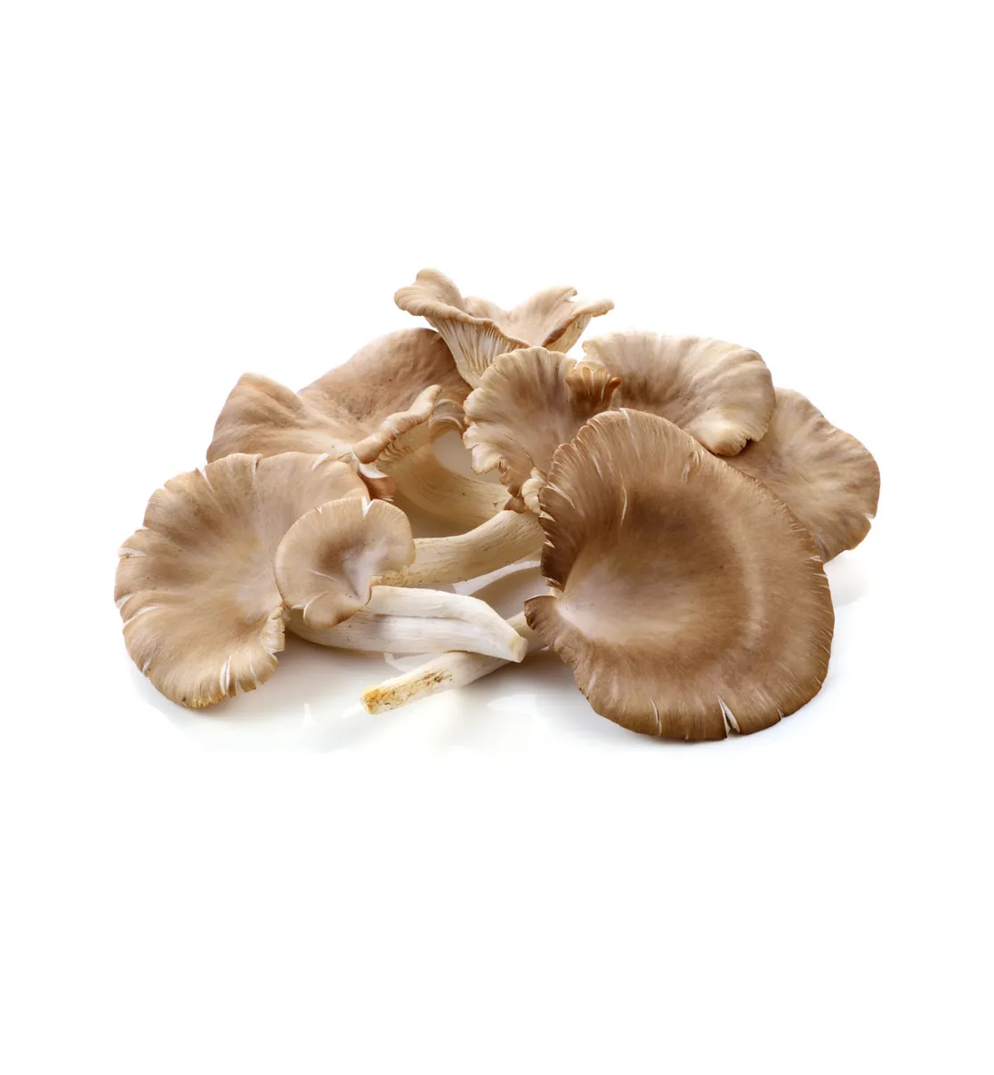 Mushroom (Chhati)