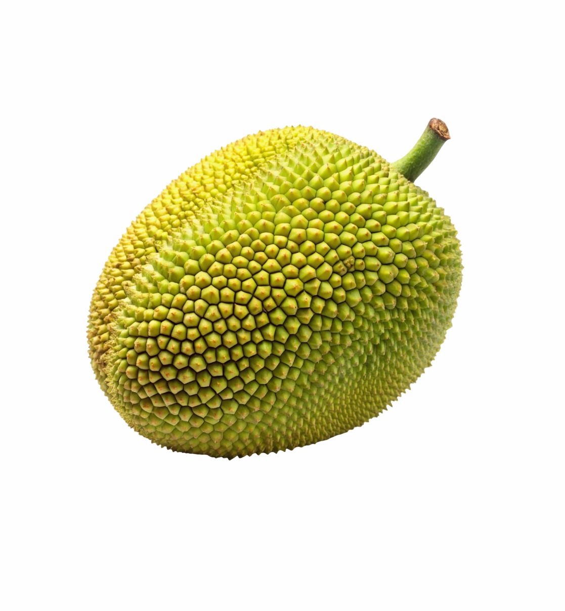 Jackfruit (Panas)