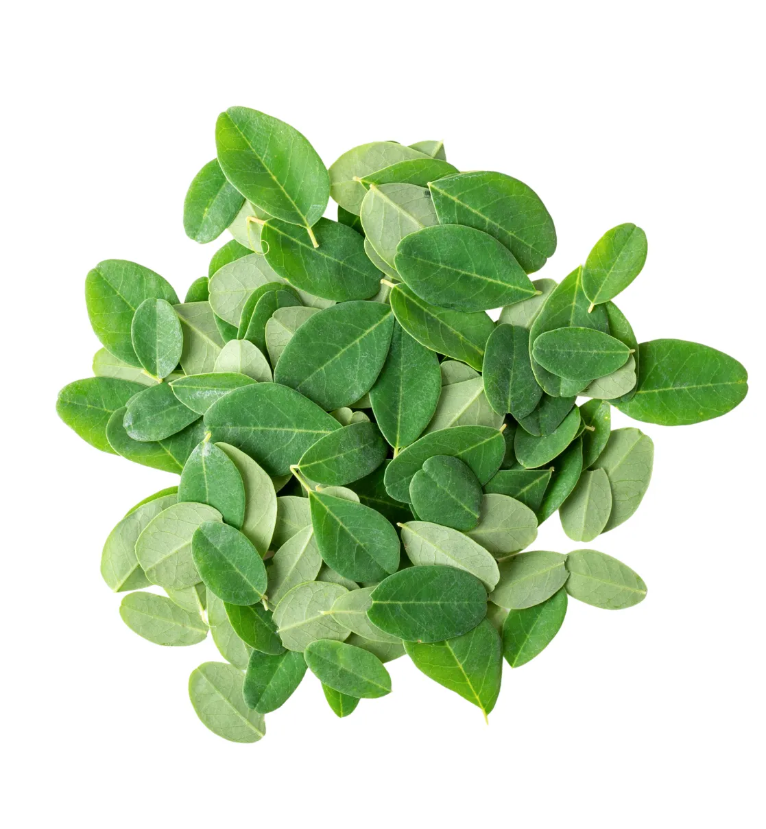 Fenugreek Leaves (Methi)