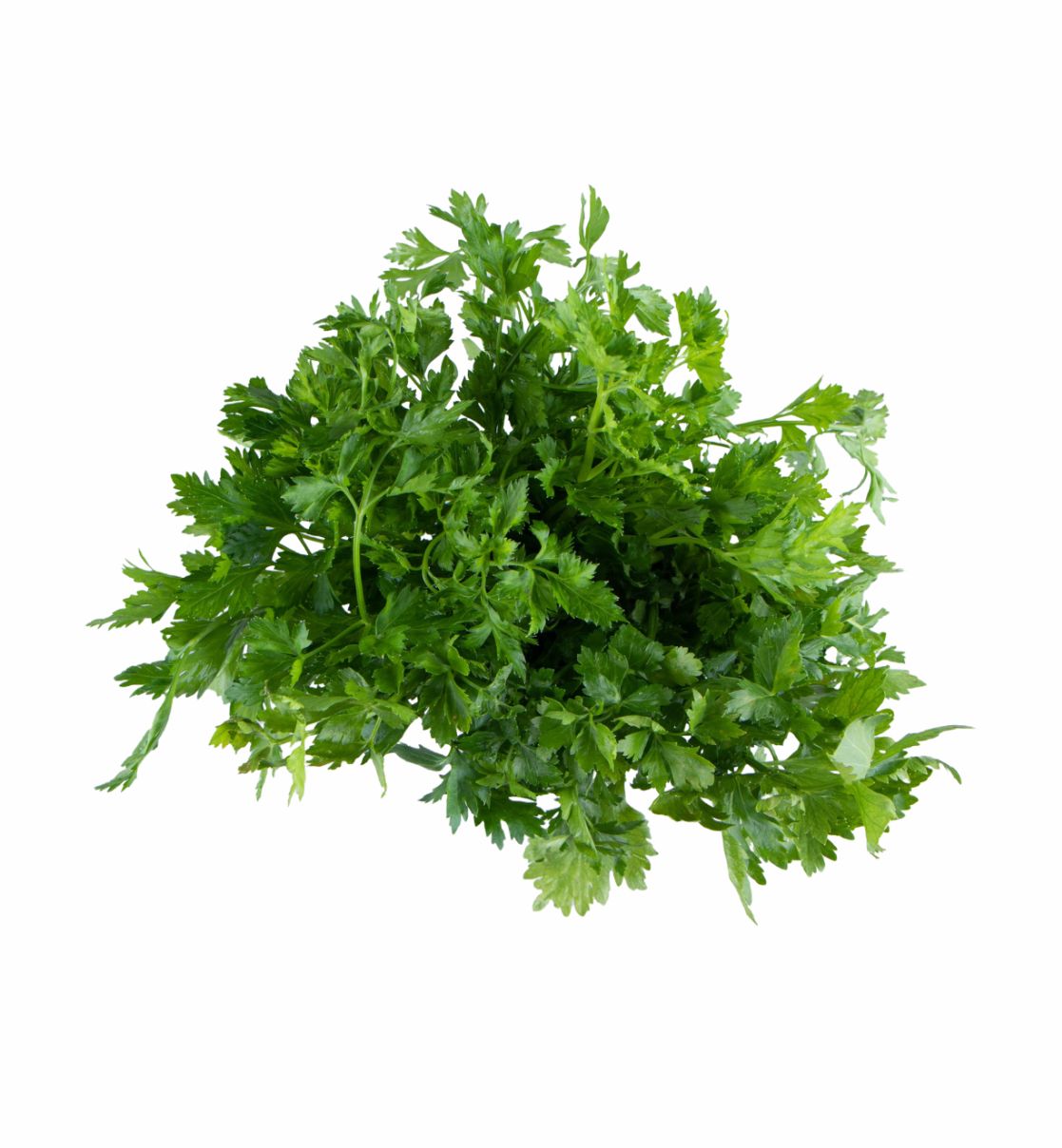 Coriander Leaves (Dhaniya)