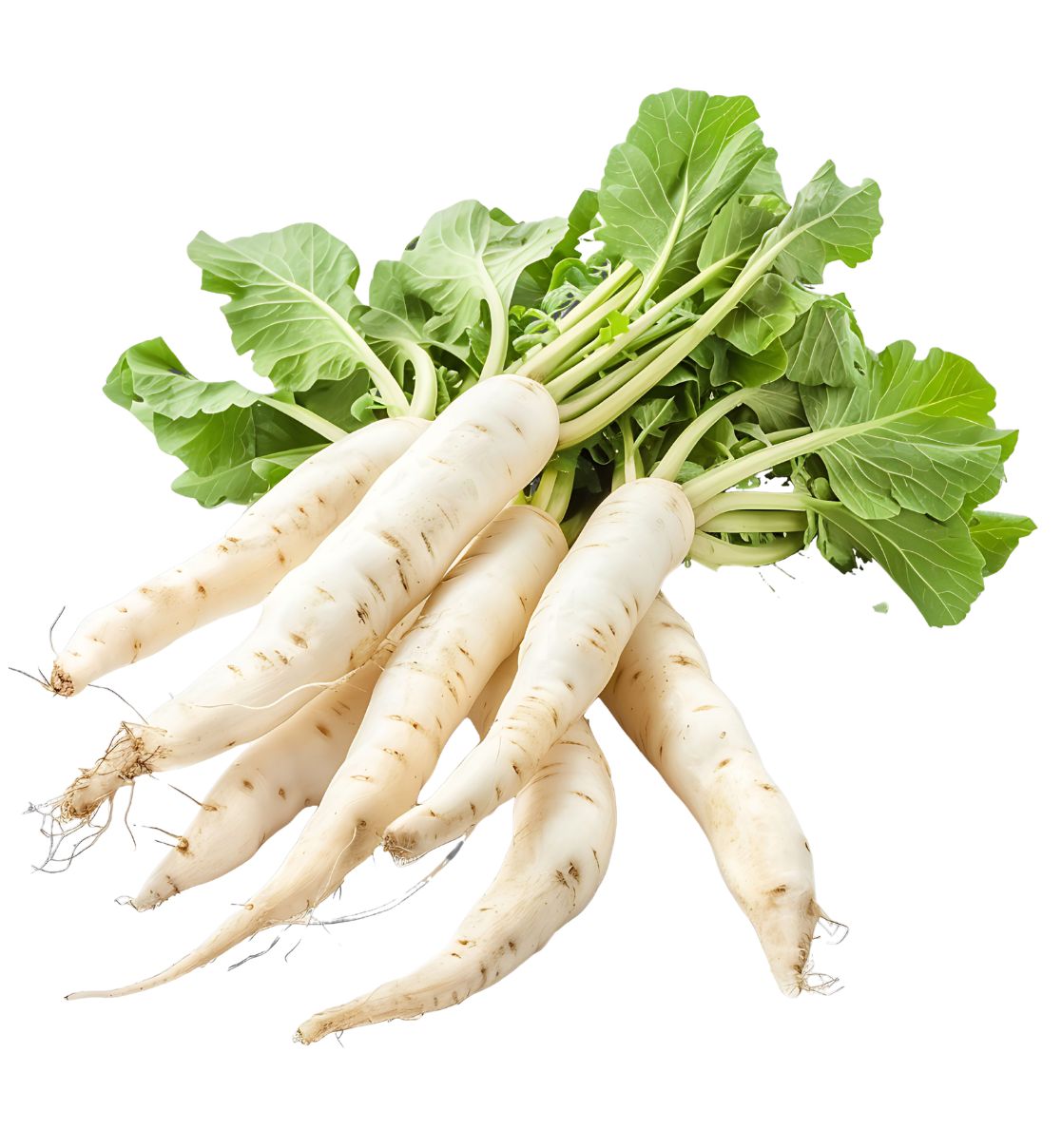 Radish (Mooli)